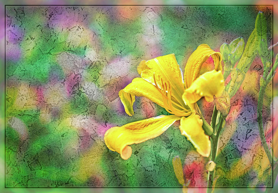 Daylily Fresco Photograph by Ches Black