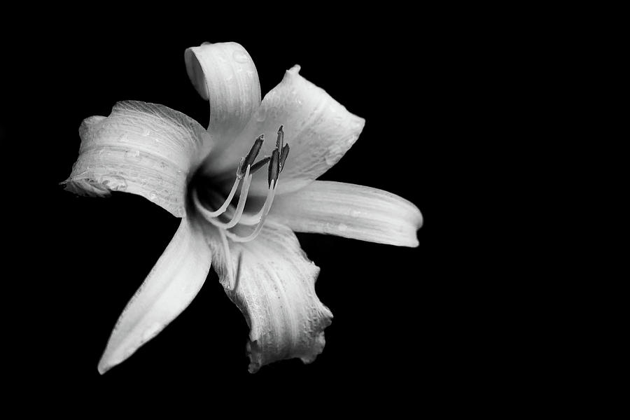 Lily Photograph - Daylily in Black and White by Kristen Wilkinson