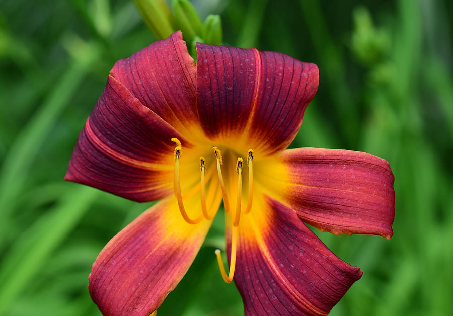 Daylily in Burgundy and Gold Photograph by Jonnie England - Fine Art ...