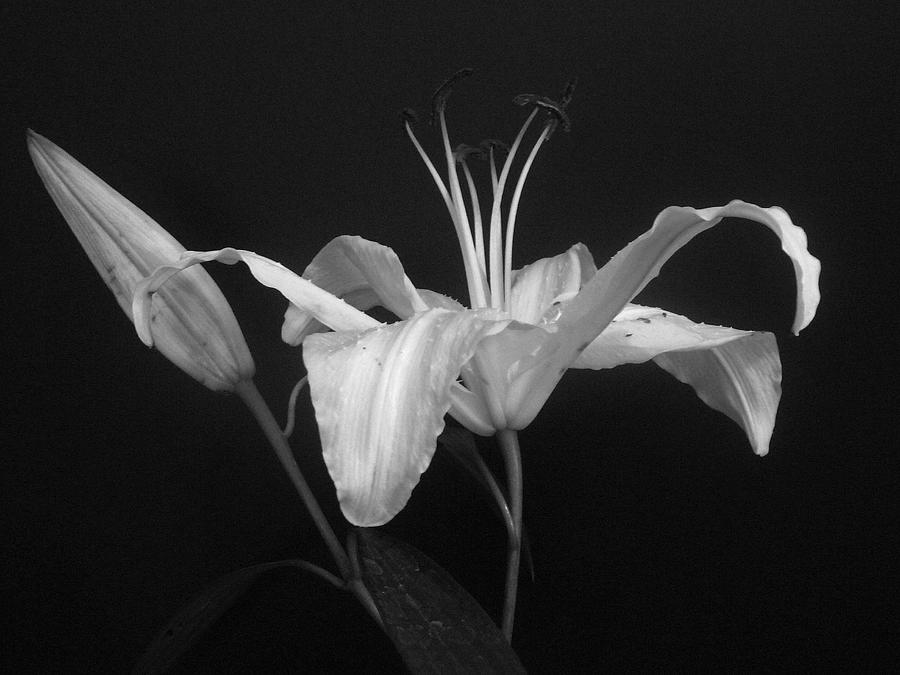 Daylily in BW Photograph by Margie Avellino