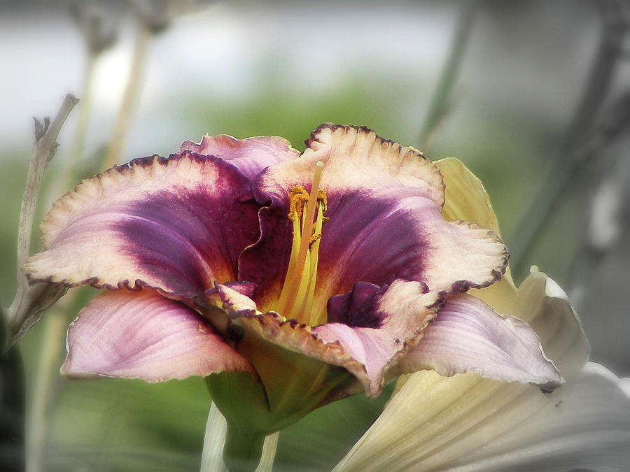 Daylily in Deep Purple Photograph by Margie Avellino