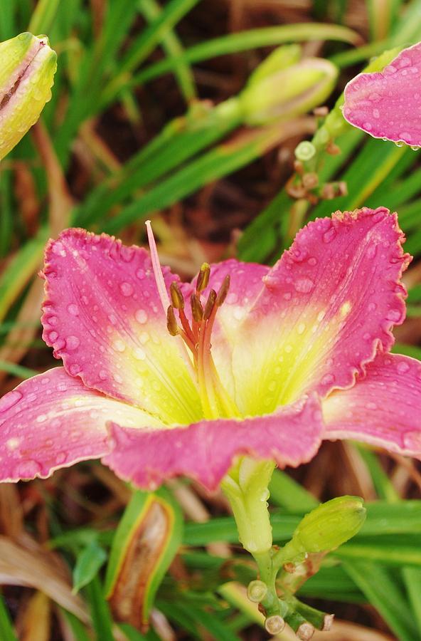 Daylily in Pink and Yellow Photograph by Lori Kingston