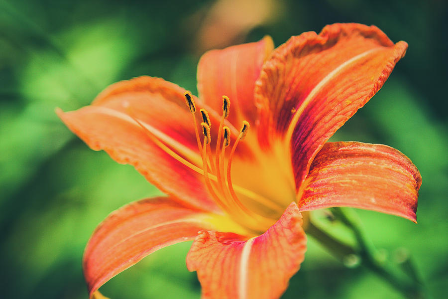 Daylily in the Sun by Mela Luna Daylily in the Sun by Mela Luna