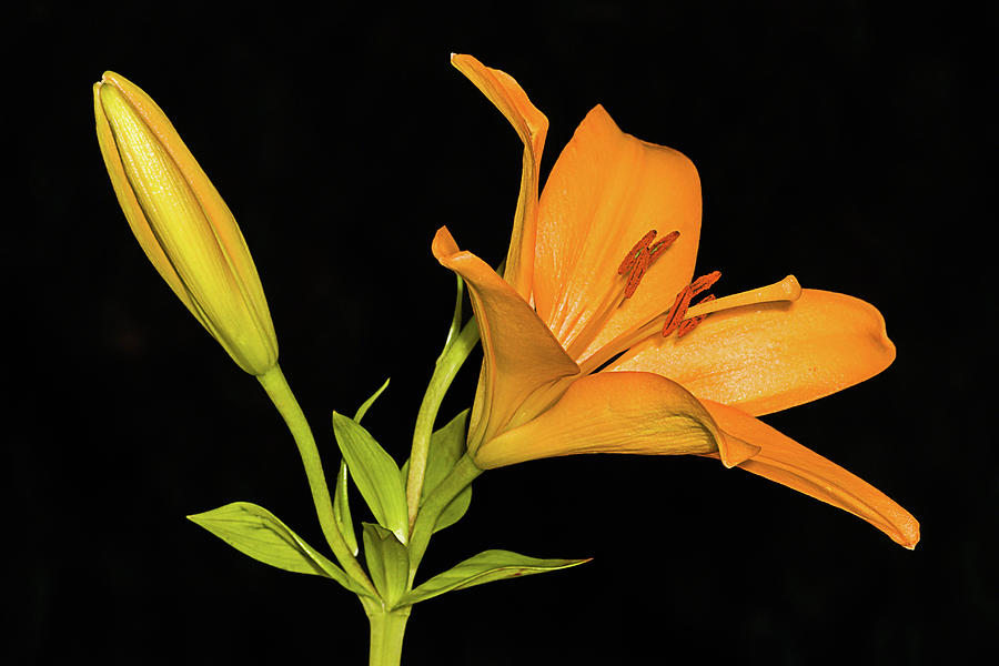 Daylily Jewel Photograph by Dawn Currie