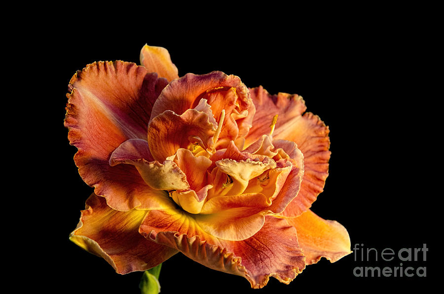 Daylily on Black Photograph by Baywest Imaging