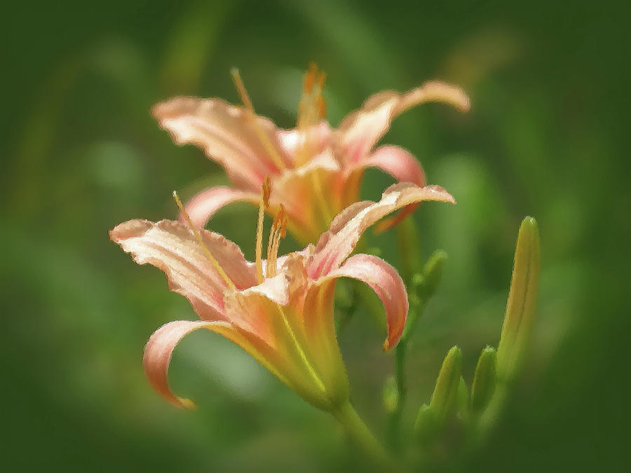 Daylily Pair - Brush Strokes - Picture Pink Photograph by MTBobbins Photography