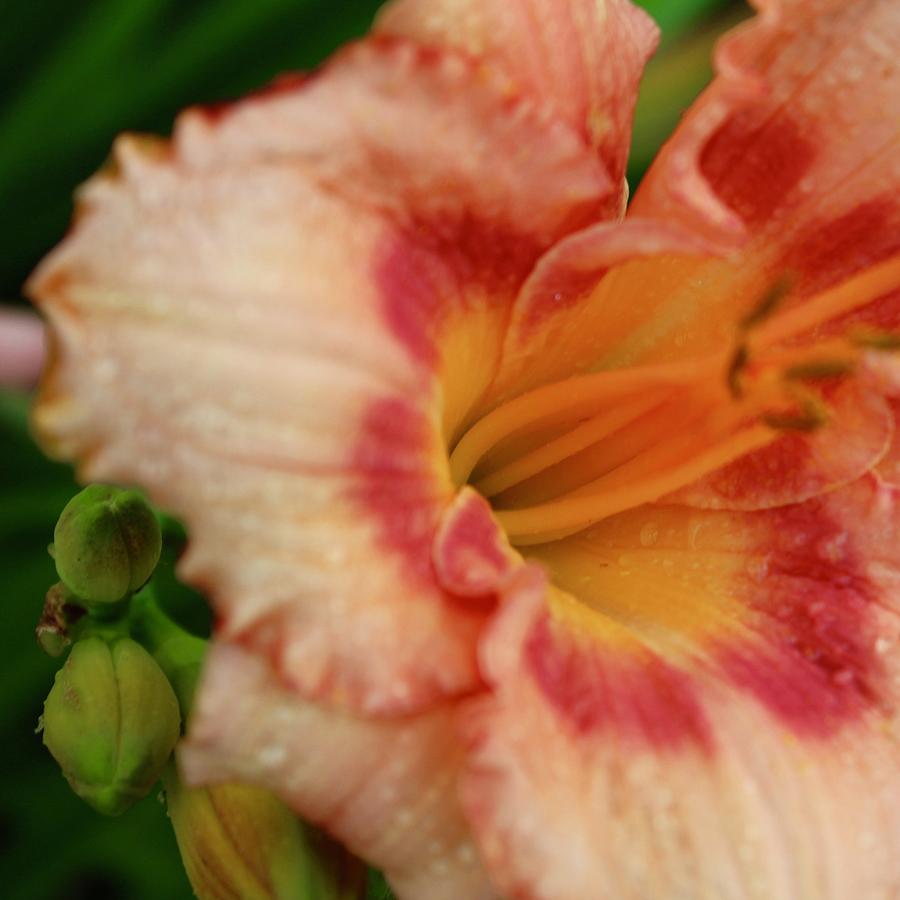 Daylily Pretty in Pink Photograph by M E