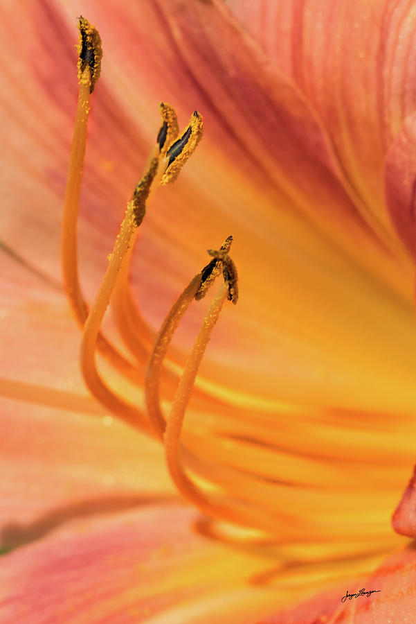 Flowers Still Life Photograph - Daylily Stamen by Jurgen Lorenzen