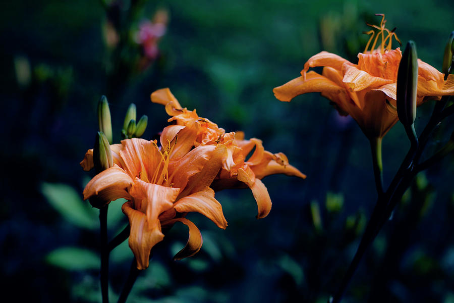 Flower Photograph - Daylily Trio by Toni Hopper