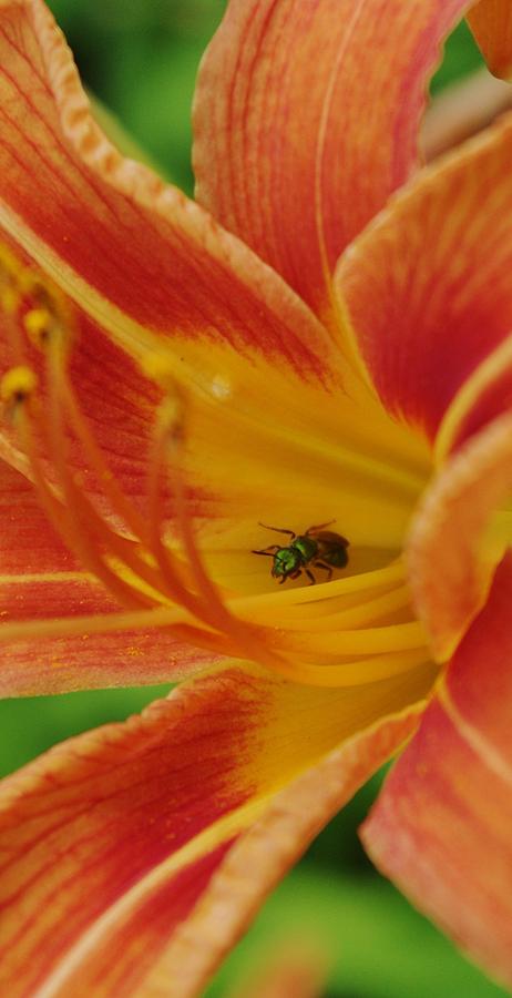Daylily With a Green Ant Photograph by Lori Kingston
