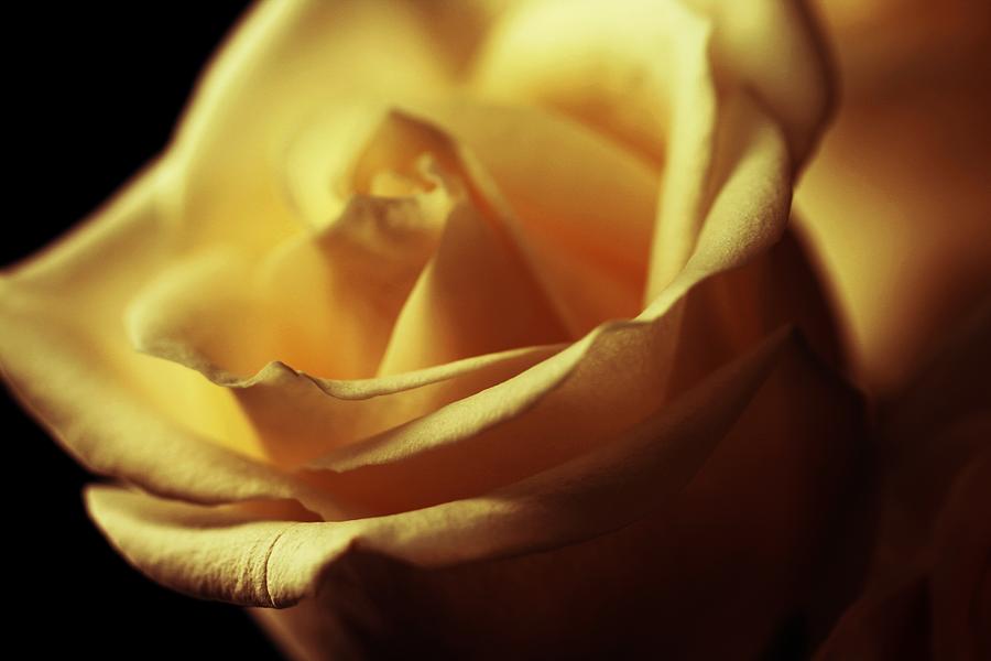 Days of Golden Rose Photograph by The Art Of Marilyn Ridoutt-Greene