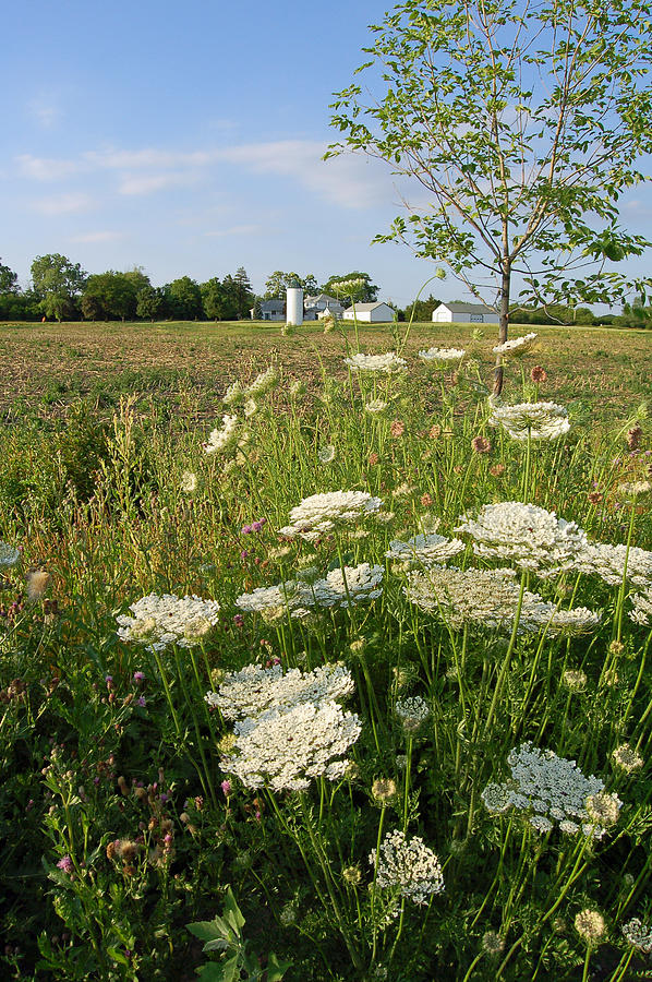 Days of Queen Annes Lace - Rural Scene Photograph by Suzanne Gaff