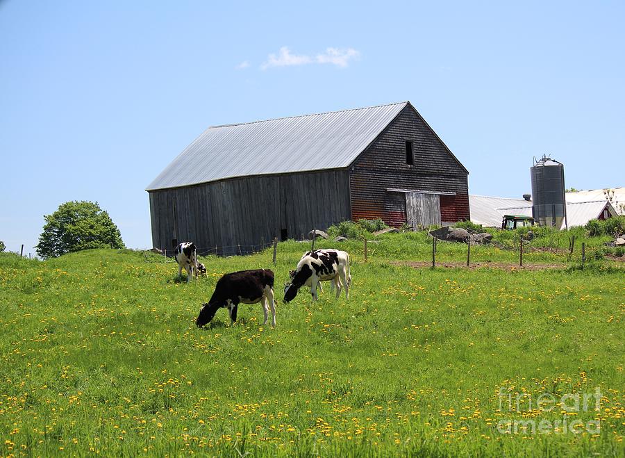 Days we dream of Photograph by Colleen Snow - Fine Art America