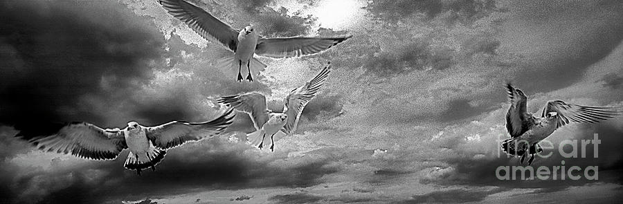 Daytona Beach Fl gulls stop action black and white Photograph by Tom Jelen