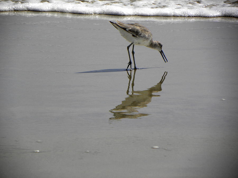 Daytona Beach Shorebird Photograph by Christopher Mercer
