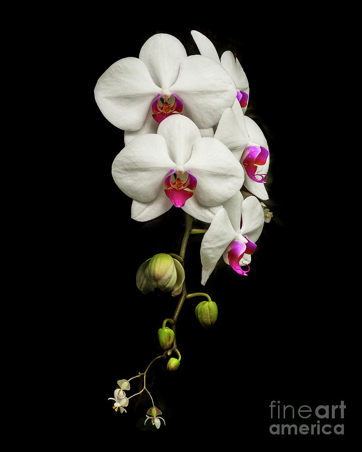 Orchid Photograph - Dazzle Me by Christopher Marona