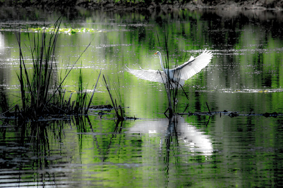 Dazzler Photograph by Linda DeBoard - Fine Art America