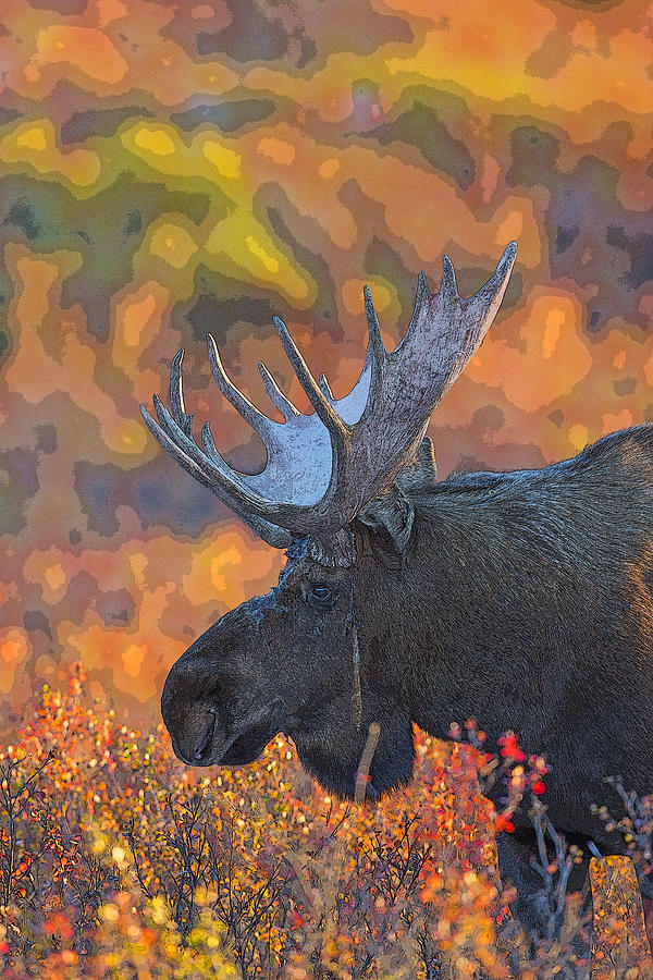Denali National Park Photograph - Dazzling Autumn Colors Abstract by Tim Grams