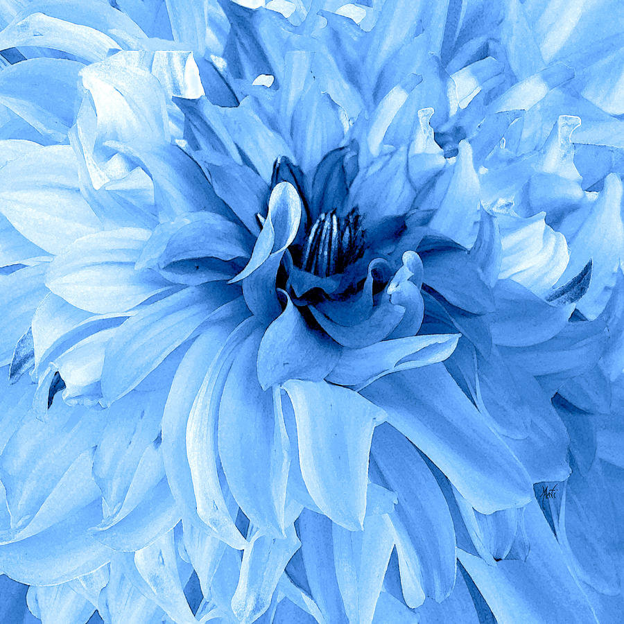 Flower Photograph - Dazzling Blue Dahlia by Michele Avanti