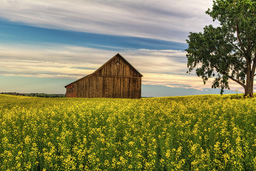 Dazzling Canola in Bloom Photograph by Mark Kiver
