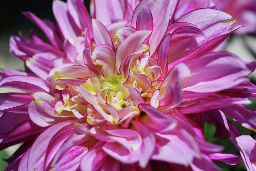 Dazzling Dahlia Photograph by Aimee L Maher ALM GALLERY