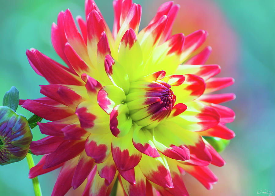 Dazzling Dahlia  Photograph by Dee Browning