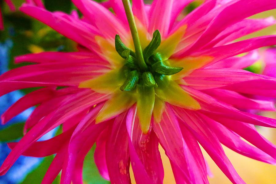 Dazzling Dahlia from Behind Photograph by Polly Castor