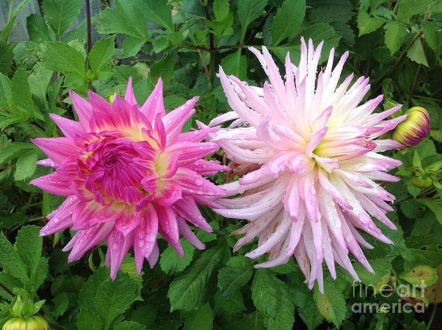 Flower Photograph - Dazzling Dahlias by By Divine Light