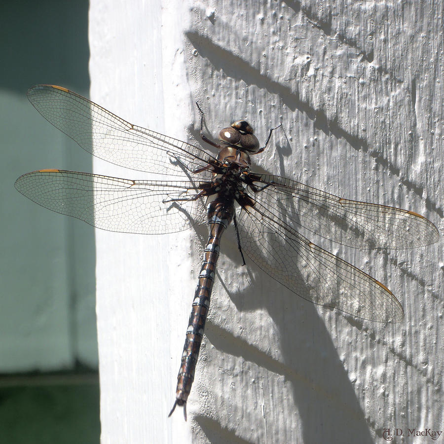 Dazzling Dragonfly Photograph by Celtic Artist Angela Dawn MacKay