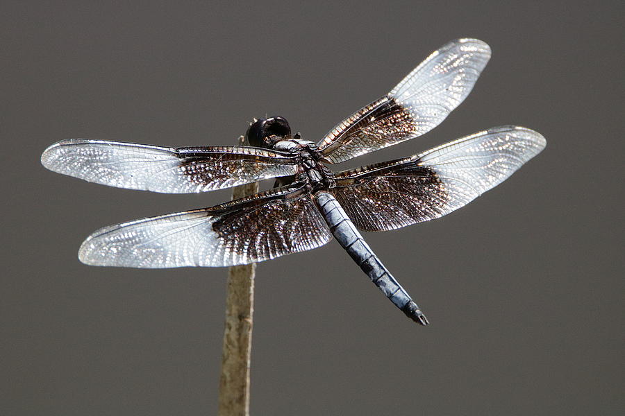 Dazzling Dragonfly Photograph by Sheila Brown