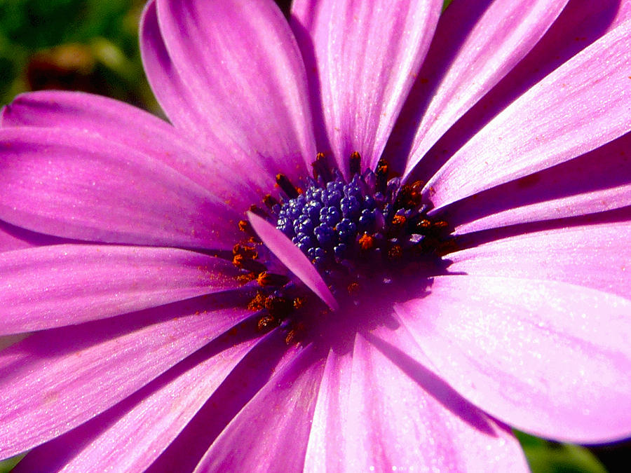 Dazzling Elegance Photograph by Stephanie Parks - Fine Art America