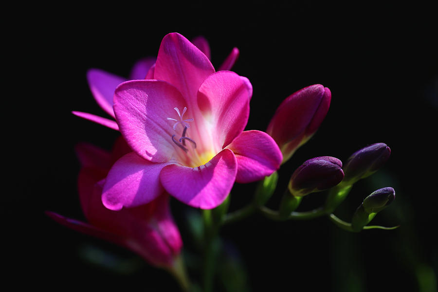 Dazzling Freesia Photograph by Tammy Pool