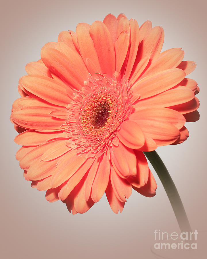 Flower Photograph - Dazzling Gerbera Daisy by Anita Oakley