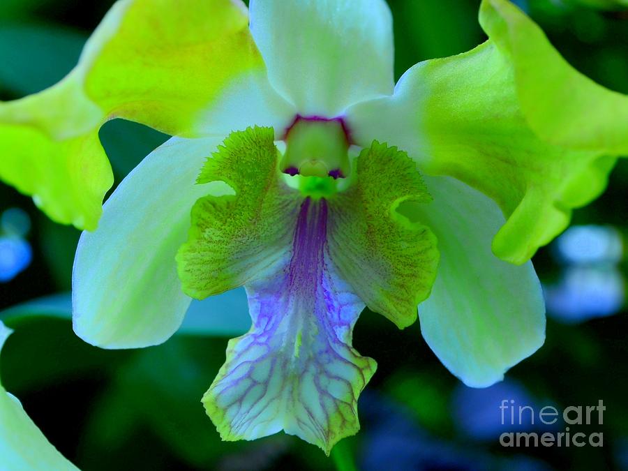 Orchid Photograph - Dazzling Green Cymbidium Orchid by Mary Deal