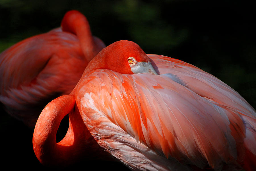 Flamingo Photograph - Dazzling by Lorenzo Cassina