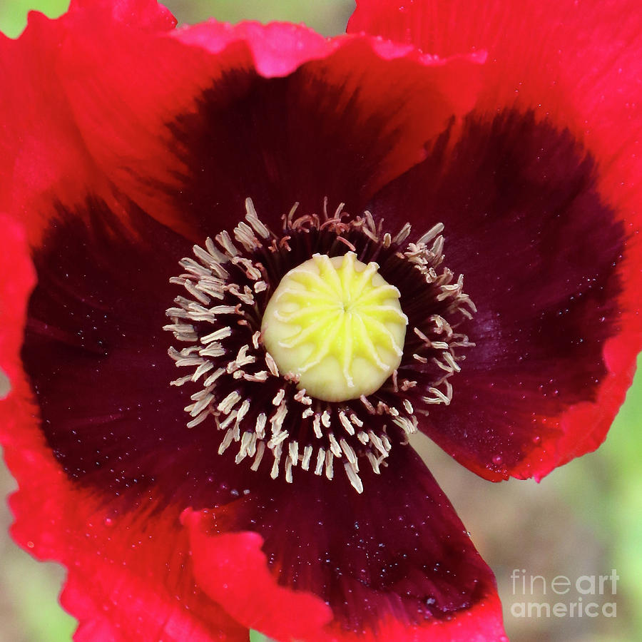 Dazzling Red Poppy Photograph