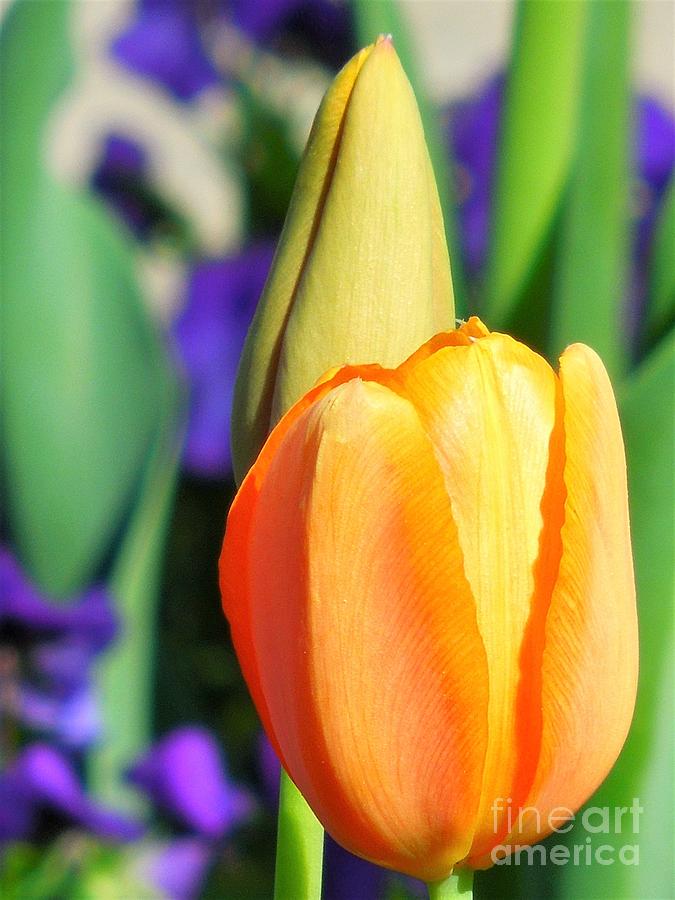 Dazzling Tulip Photograph by Chad and Stacey Hall