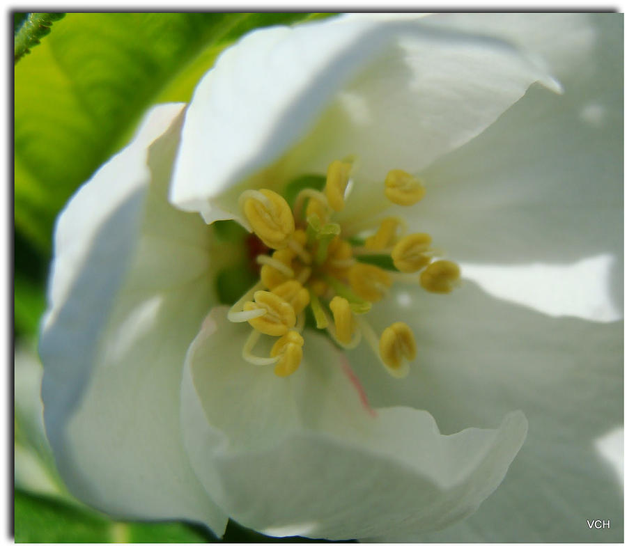 Dazzling Photograph by Veronica Henson Fine Art America