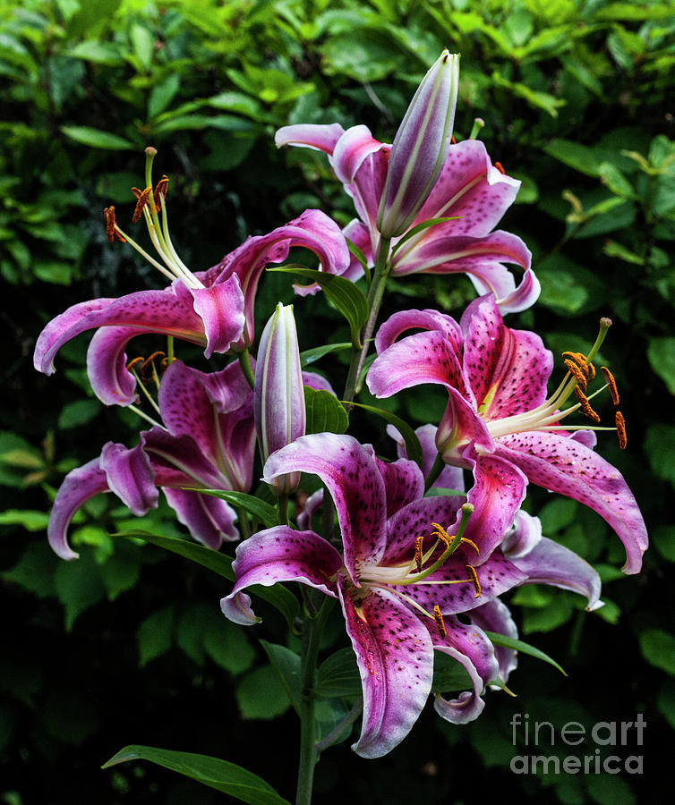 Lily Photograph - Dazzzzling by Doug Norkum