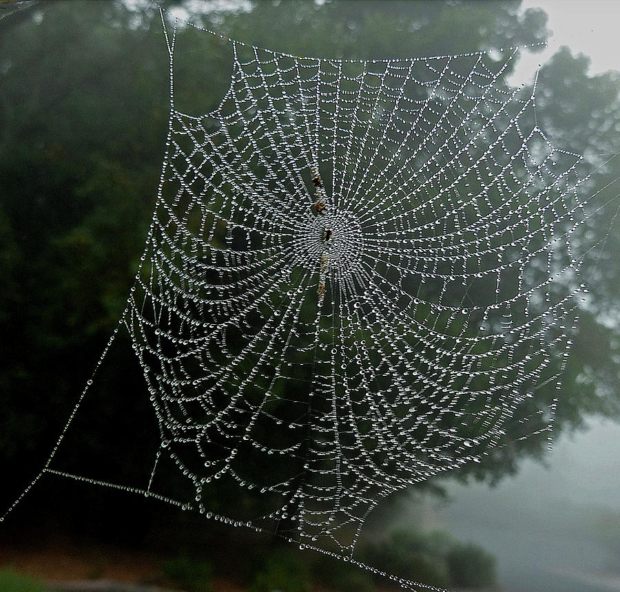 DB6325-DC Spiderweb on Sonoma Mountain Photograph by Ed Cooper Photography
