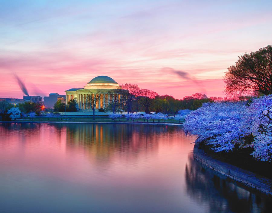 DC Cherry Blossoms Photograph by Jack Nevitt