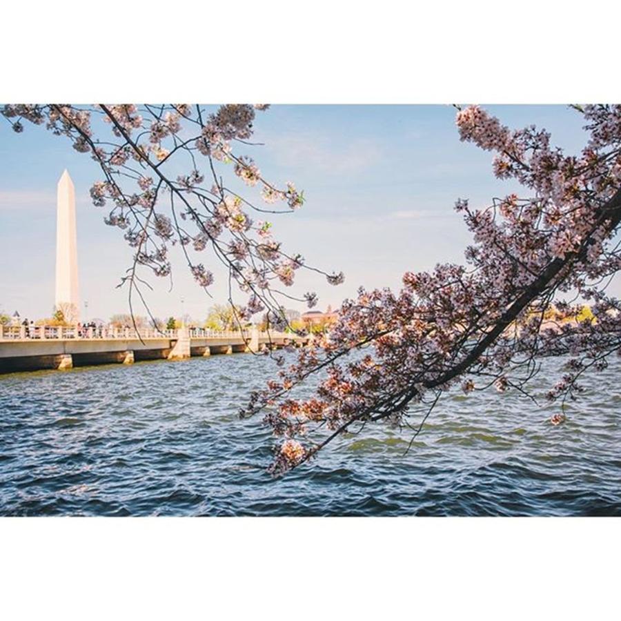 Spring Photograph - Dc Spring Series. Last Few Cherry by Sandy Major Photography
