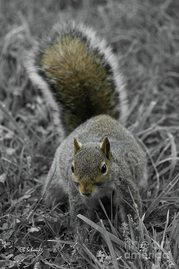 DC Squirrel Photograph by E B Schmidt
