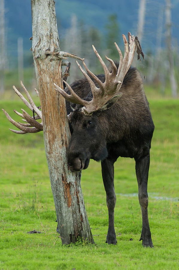 DDP DJD Alaska Bull Moose 147 Photograph by David Drew