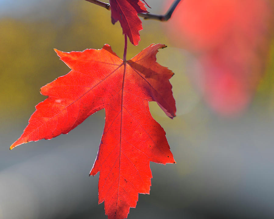 DDP DJD Autumn Red Maple Leaf 1640 Photograph by David Drew