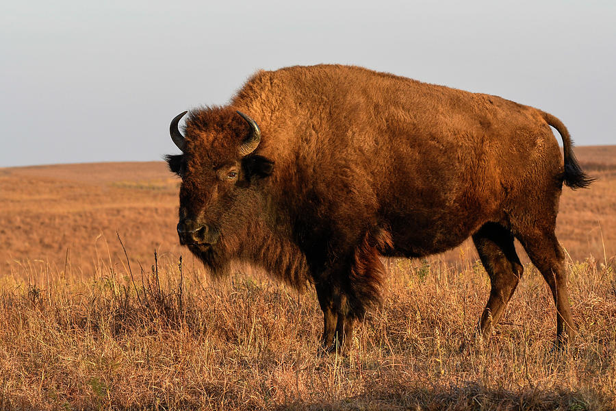 DDP DJD Bison Cow 1547 Photograph by David Drew