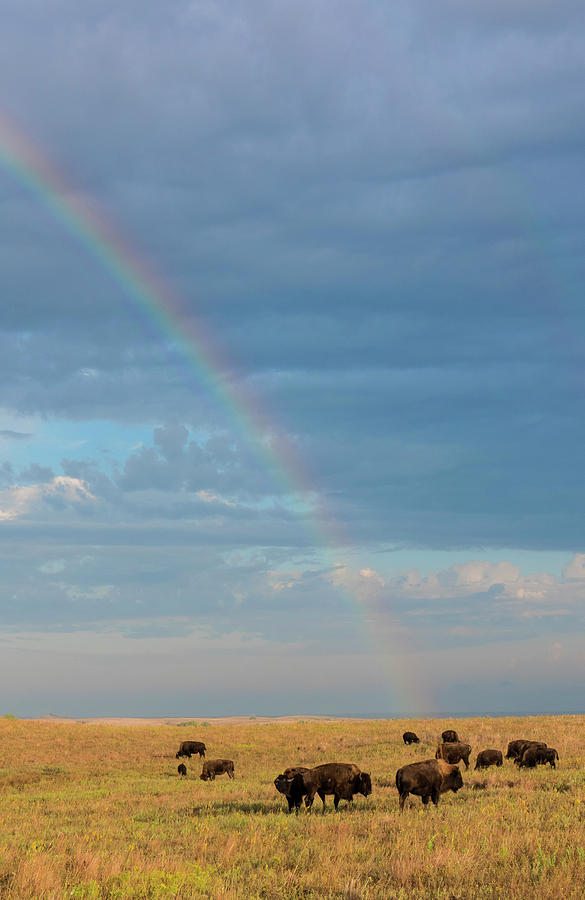 DDP DJD Bison Rainbow 2798 Photograph by David Drew
