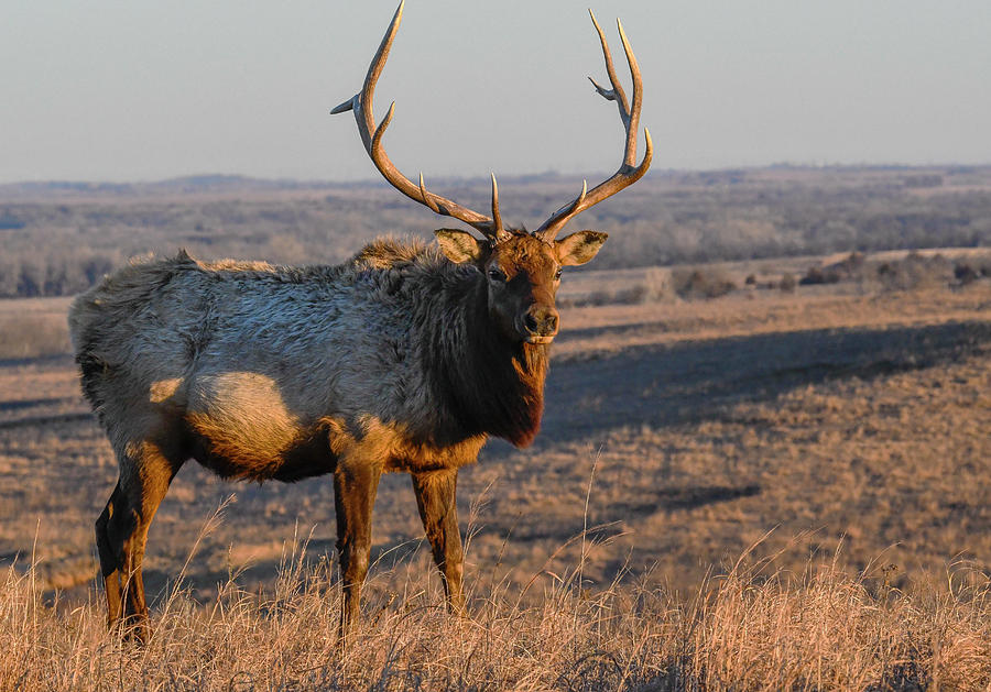 DDP DJD Bull Elk 1888 Photograph by David Drew