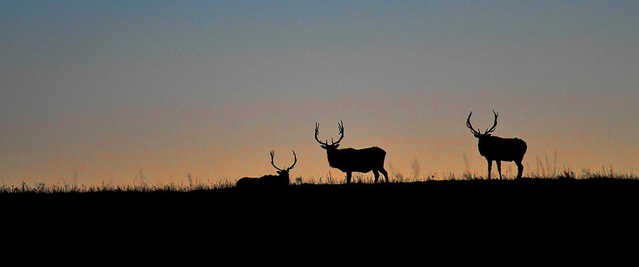 DDP DJD Bull Elk Group Silhouette 1682 Photograph by David Drew