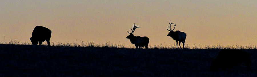 DDP DJD Elk and Bison Bulls Silhouette 1766 Photograph by David Drew